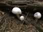 Erdőszéli csiperke (Agaricus arvensis), Mátra. Mandulaillatú. Kalapja és tönkje nyomásra lassan sárgul